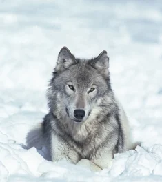 How Sales Managers Should Deal with the “Lone Wolves” on Their Teams