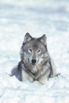 How Sales Managers Should Deal with the “Lone Wolves” on Their Teams