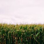 Is Product Management Setting Your Sales Team Up for a Field of Dreams or a Nightmare on Quota Street?